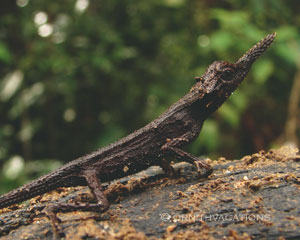 Rough horned Lizard