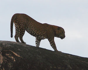 Leopard watching in Sri Lanka