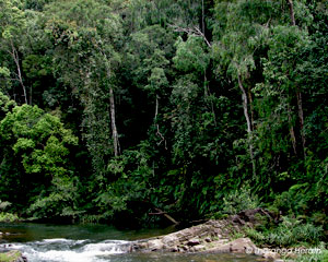 Sinharaja Rain forest