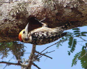 Yellow- crowned Woodpecker