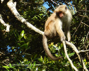 Sri Lanka Toque Macaque