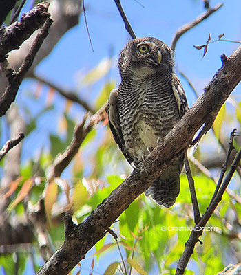 jungle owlet