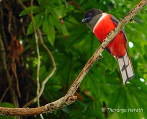 trogon