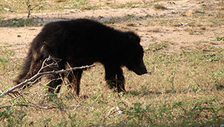 sloth bear