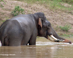 Asian Elephant