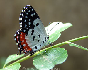 Red Pierrot