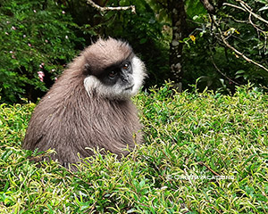 Purple-faced Leaf Monkey