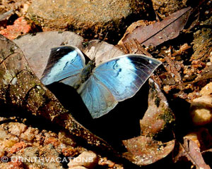 Blue Oakleaf