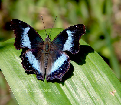 Blue Admiral