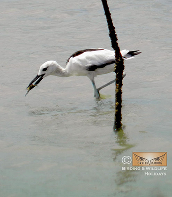 crab plover