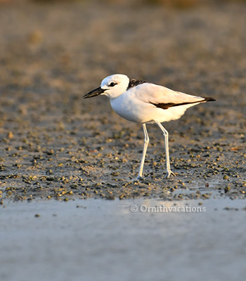 Crab-plover