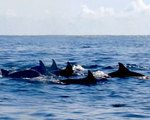 Whalewatching in Sri Lanka