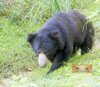 Sloth Bear watching