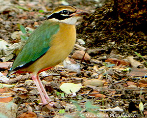 Indian Pitta