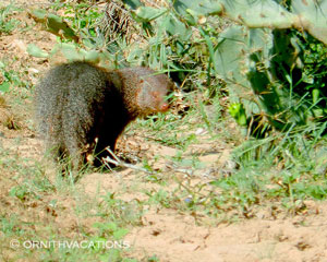 Ruddy Mongoose