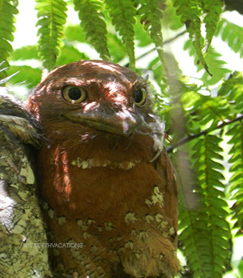 trogon